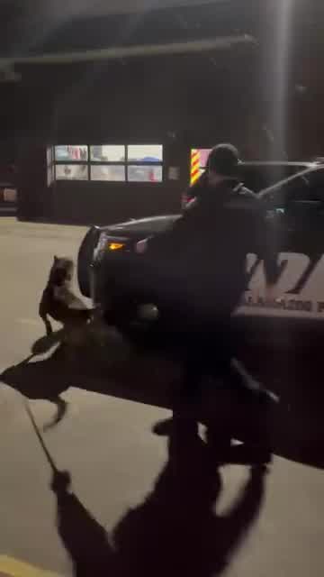 KDPS: K-9 returns to work after being stabbed – WOODTV.com