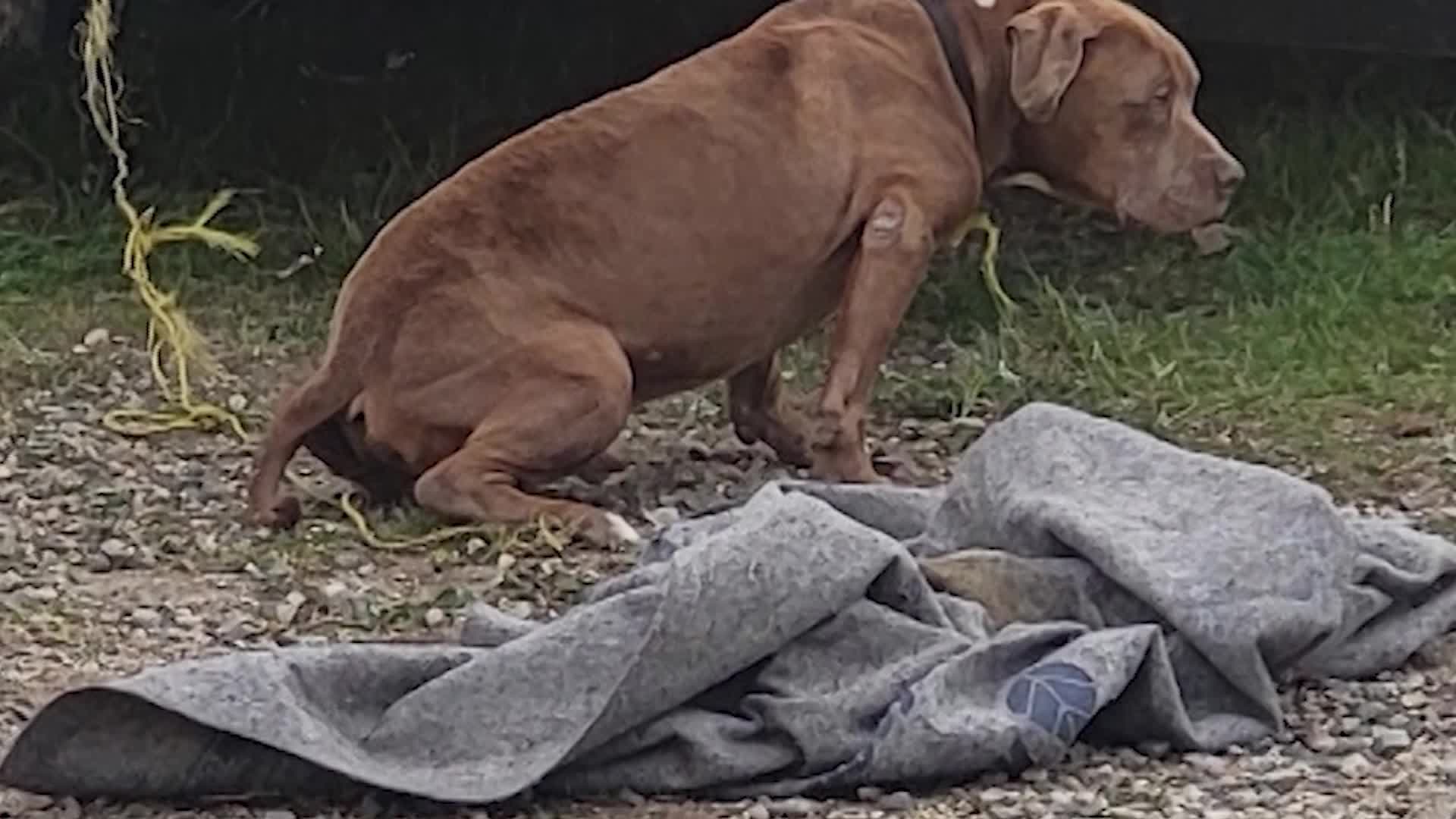 Veterinarian charged with stealing dog from homeless man rejects deal ...