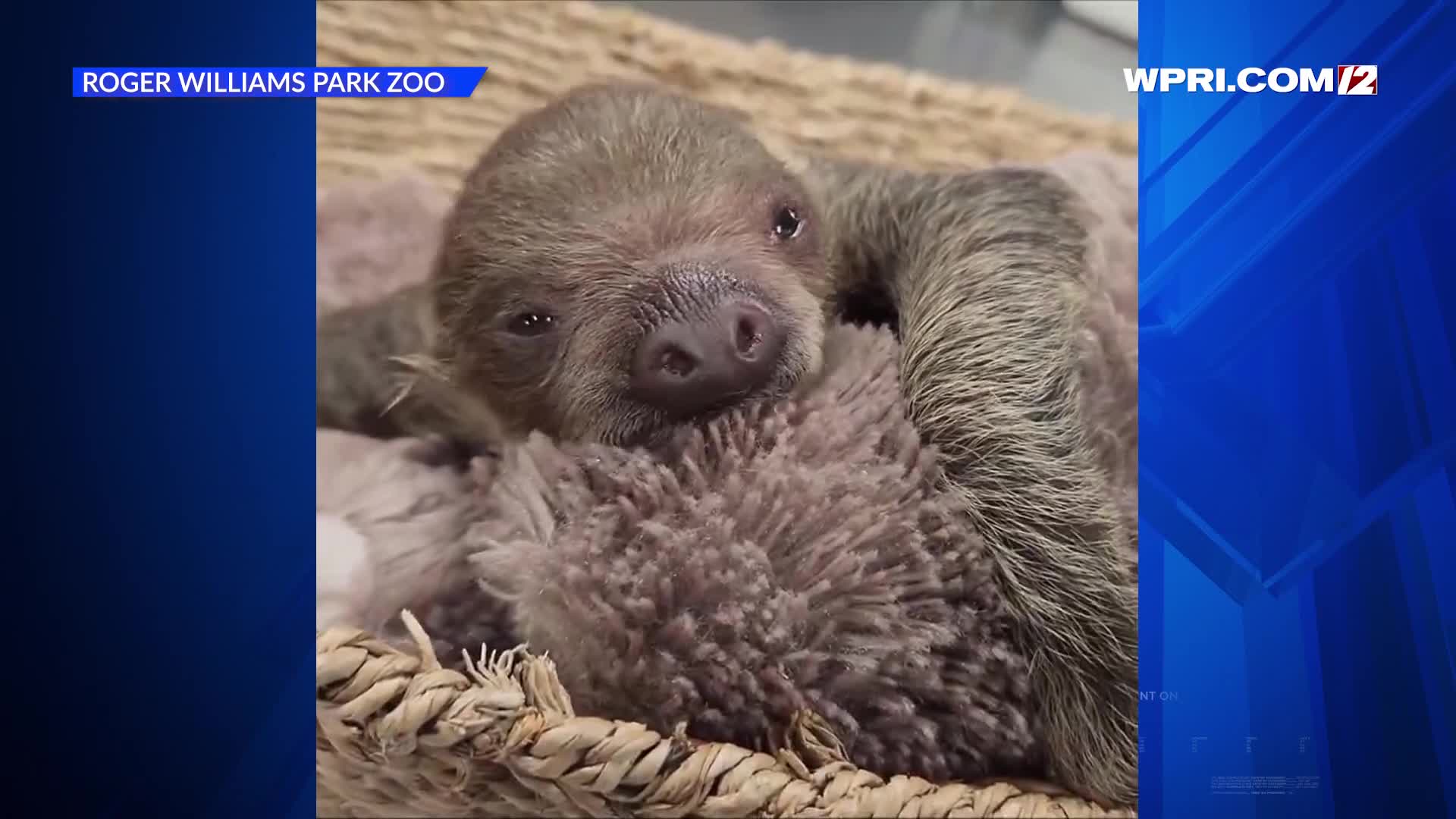 Video Now: Roger Williams Park Zoo celebrates birth of sloth – WPRI.com