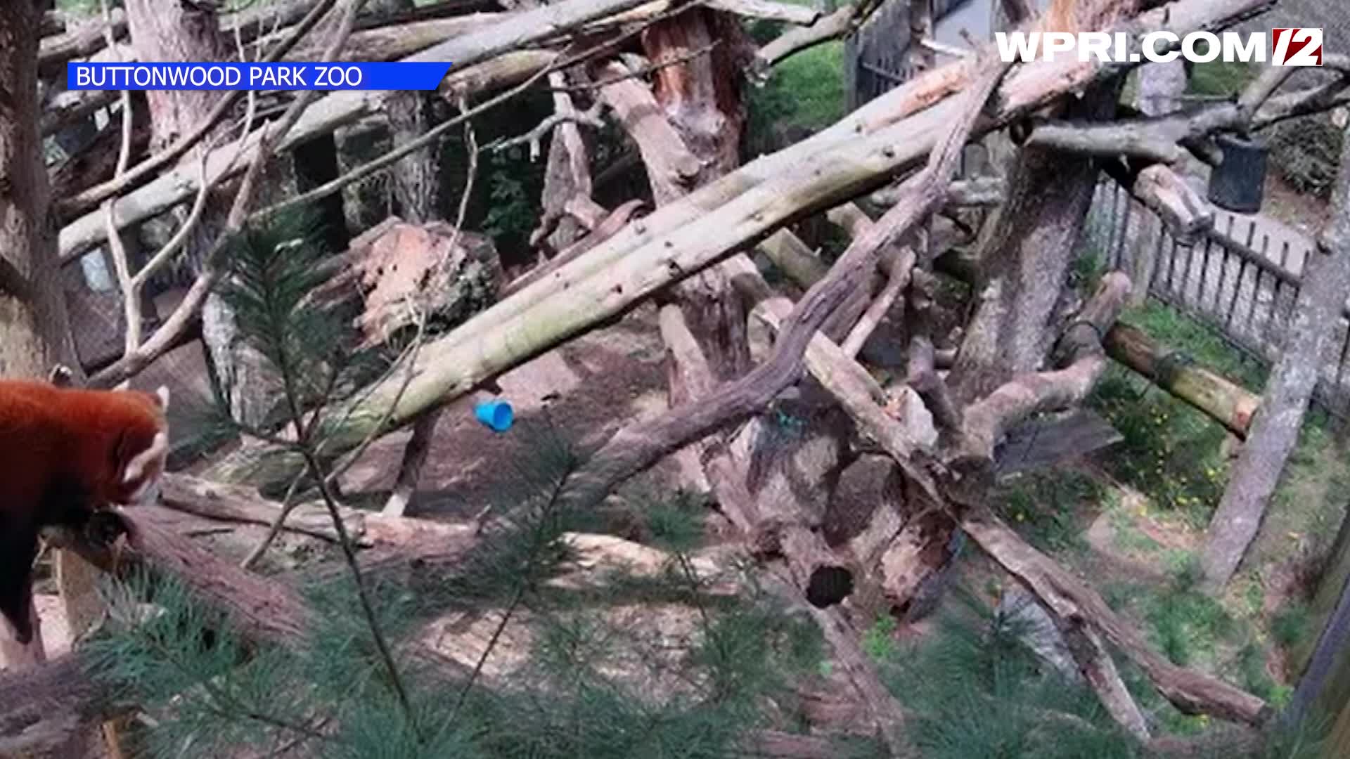 VIDEO NOW: Buttonwood Park Zoo launches red panda live cam – WPRI.com