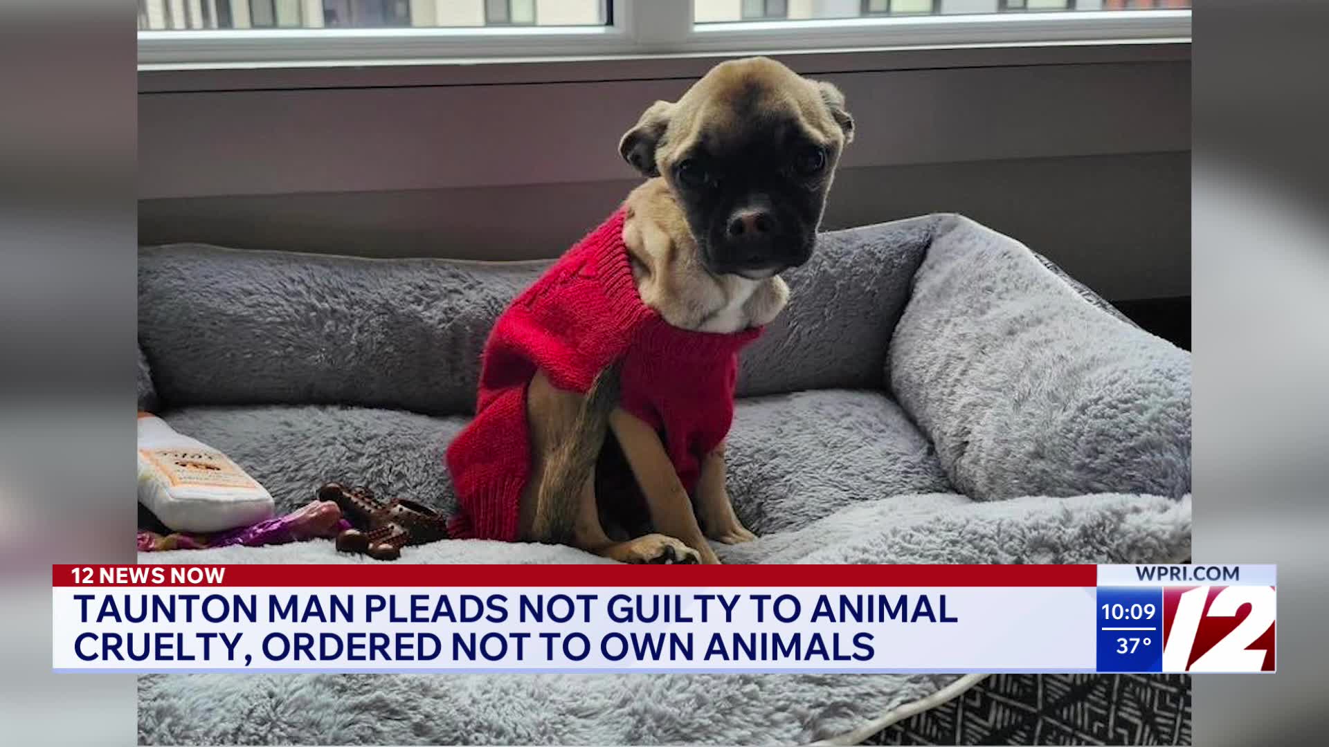 Taunton man pleads not guilty to animal cruelty – WPRI.com
