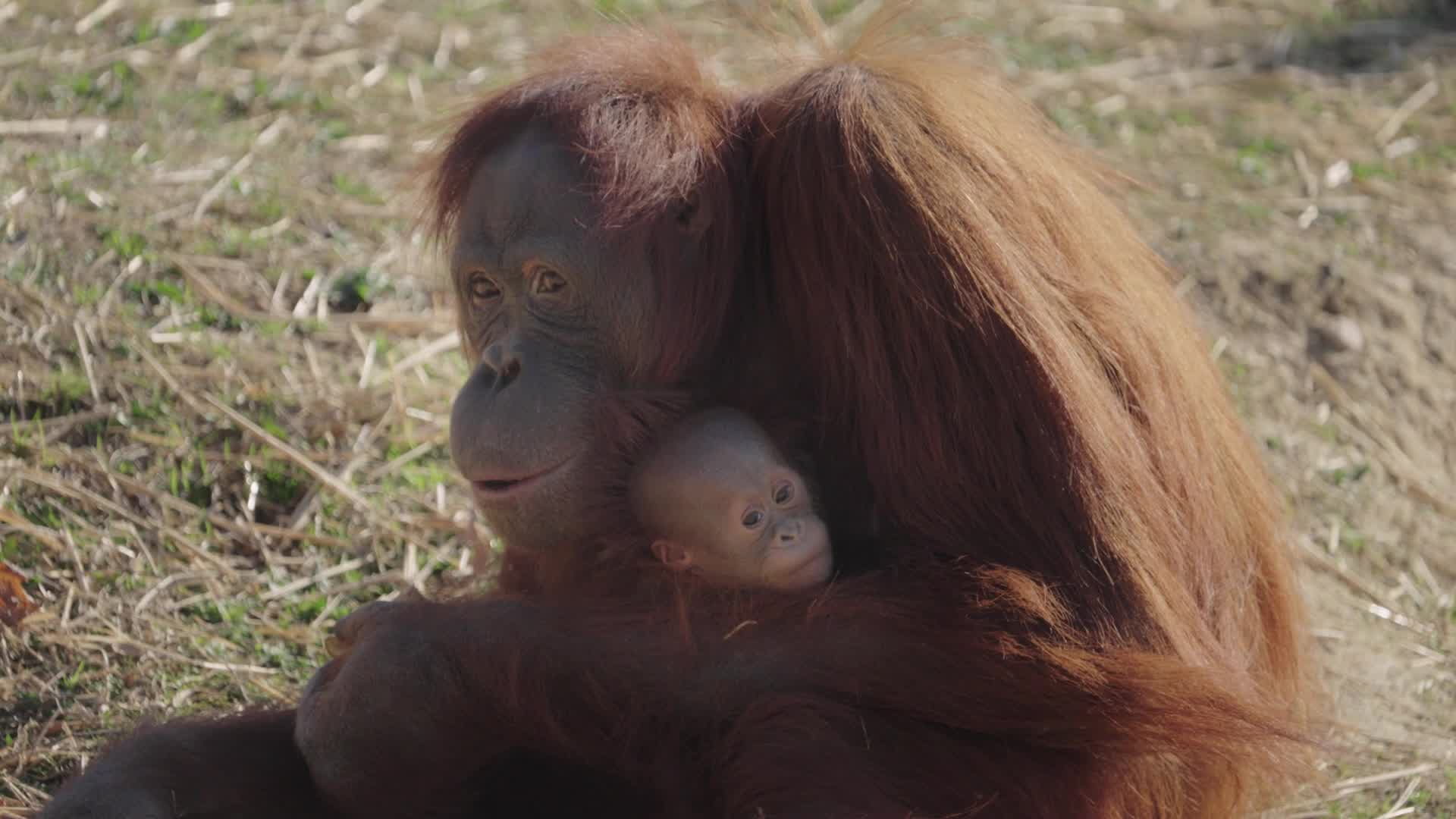 Orangutan learns how to nurse from breastfeeding zookeeper at Metro
