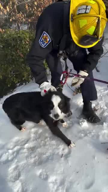 Dog rescued from icy ravine by Chesterfield firefighters – WRIC ABC 8News