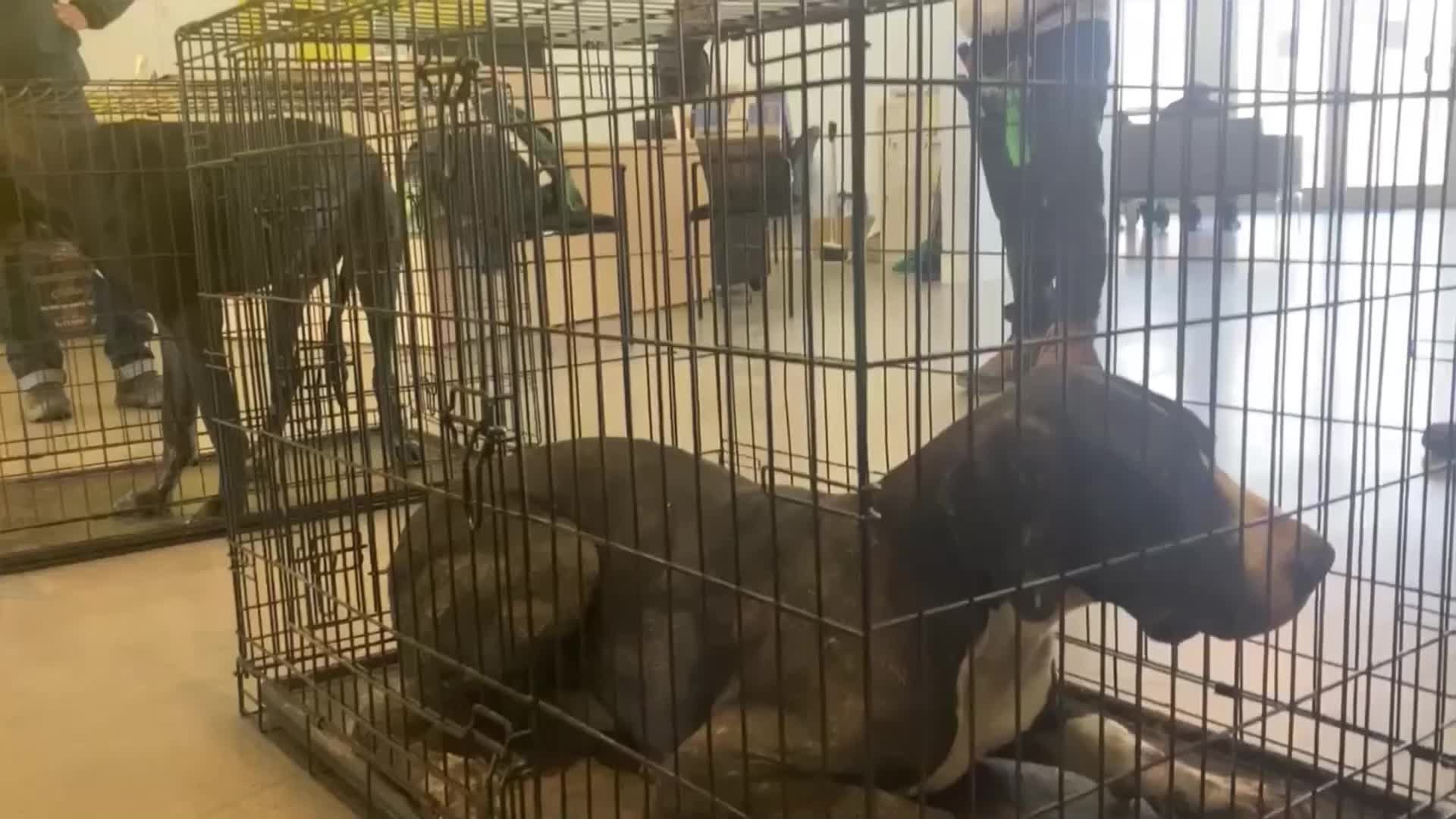 22 Great Danes rescued in Dutchess County NEWS10 ABC