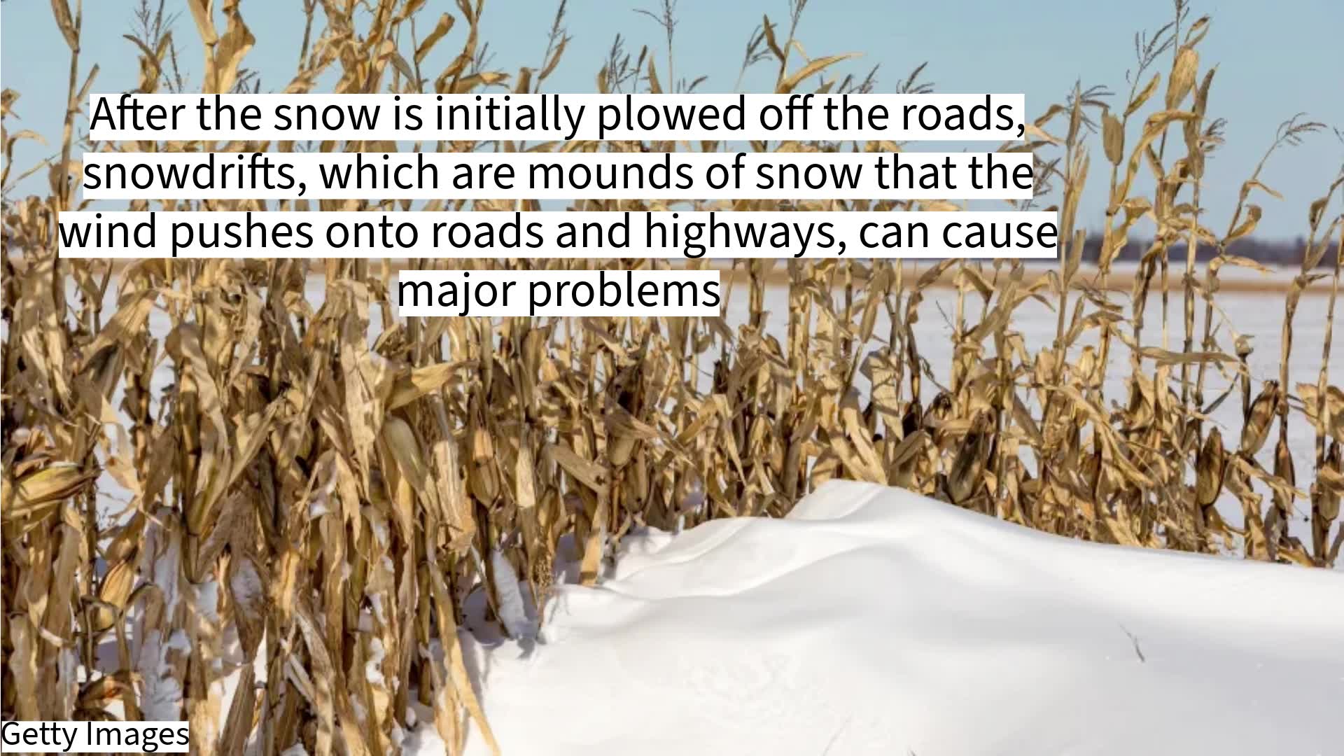 How living snow fences help keep snow off New York roads – NEWS10 ABC