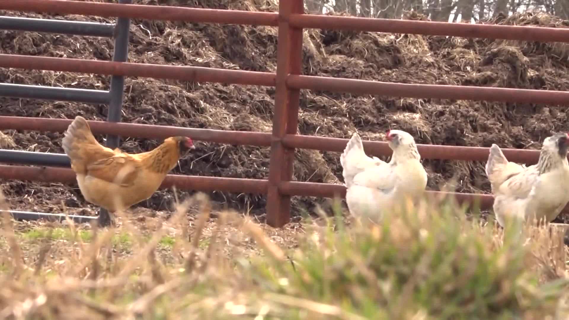 Another Ohio egg farm to have chickens slaughtered due to bird flu ...