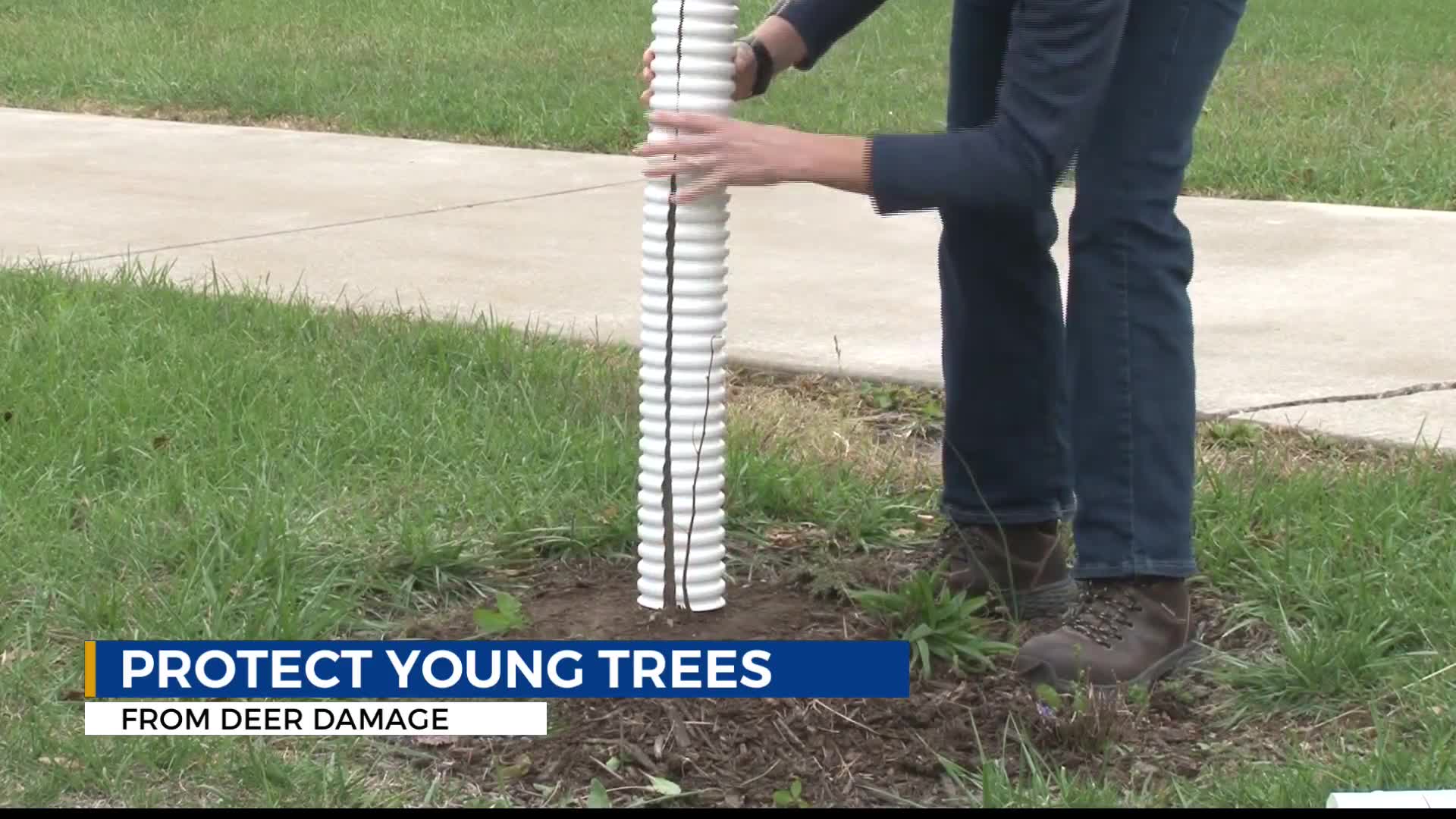 Experts warn: Protect young trees from deer damage before winter – WTRF