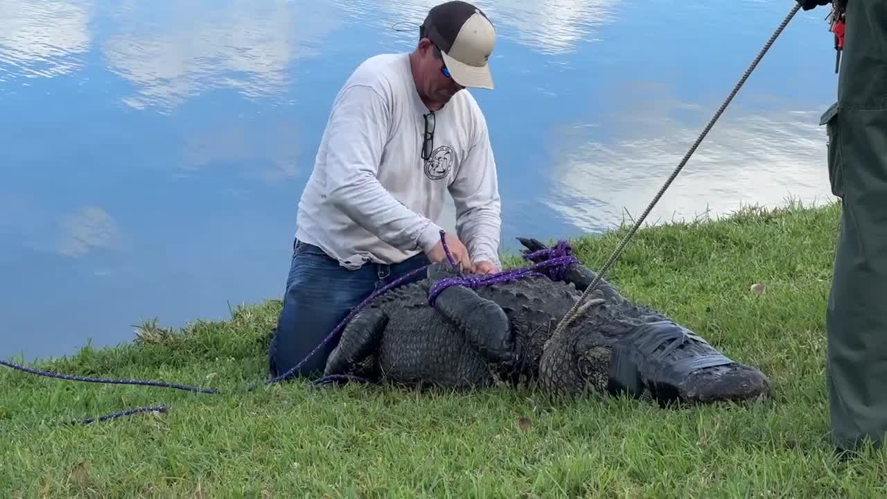 85-year-old woman killed by alligator while walking her dog ...