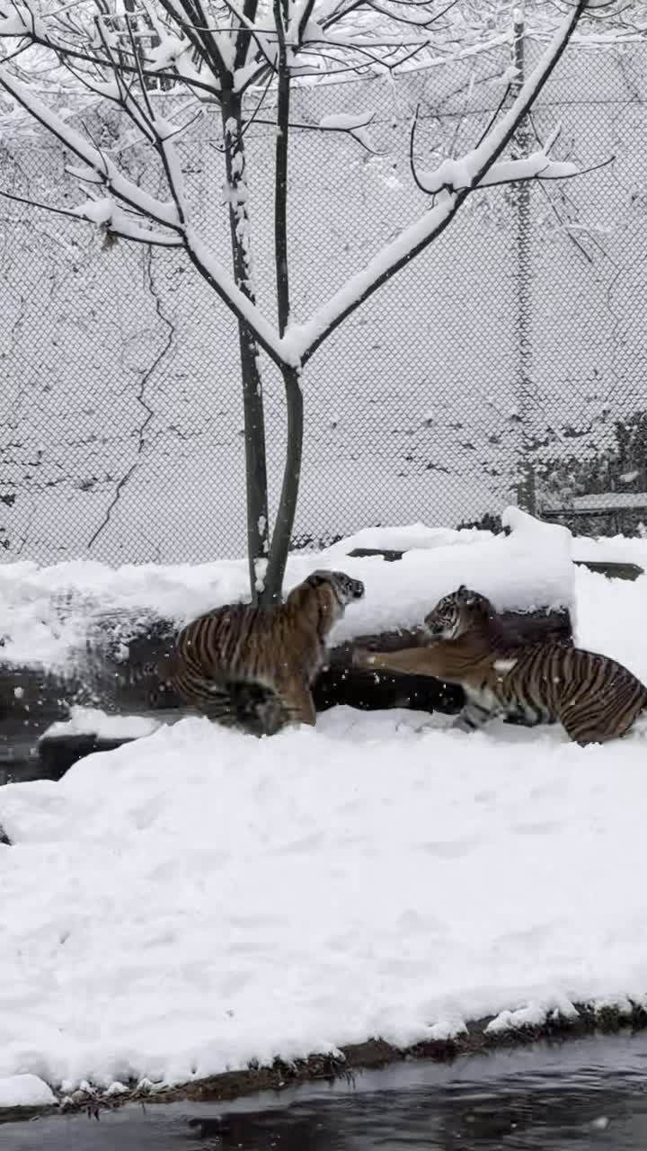 Memphis Zoo Tigers – Wreg.com